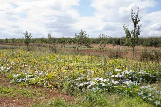 Nature Notes From The Farm